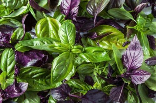 Базилик и шампунь. Применение базилика для роста волос: эфирное масло, отвар