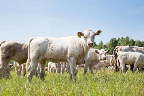 Палочка коха это. Пути попадания в организм человека