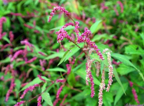 Настойка перца стручкового для волос применение. Настойка стручкового перца для волос, как применять средство 03