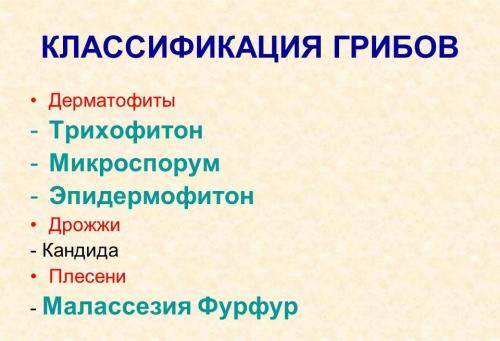 Как лечить грибок на ногах в домашних условиях. Правильное лечение грибка на ногах в домашних условиях