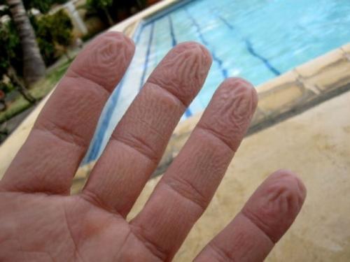 Почему на подушечках пальцев морщится кожа. Так вот почему в воде морщатся пальцы! В жизни бы не догадался…