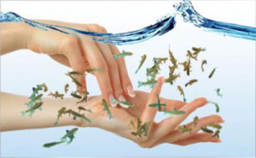 Рыбки для маникюра. Маникюр и педикюр рыбками. Fish маникюр