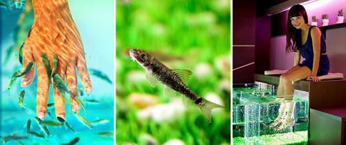 Рыбки для маникюра. Маникюр и педикюр рыбками. Fish маникюр