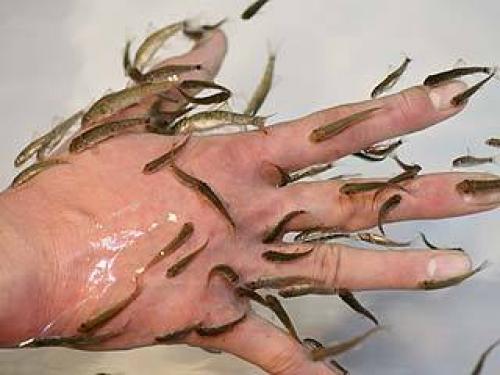 Рыбки для маникюра. Маникюр и педикюр рыбками. Fish маникюр