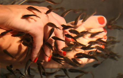 Рыбки для маникюра. Маникюр и педикюр рыбками. Fish маникюр