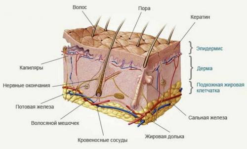 Как сузить поры на лице в домашних условиях. Причины расширенных пор на лице