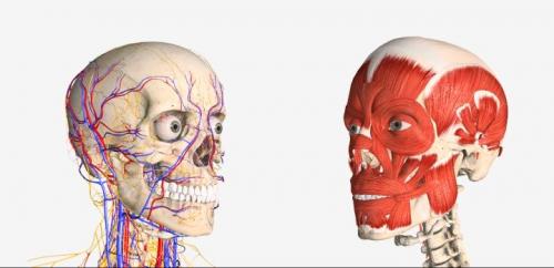 Лучшие упражнения для лица. Зачем нужна гимнастика для лица?