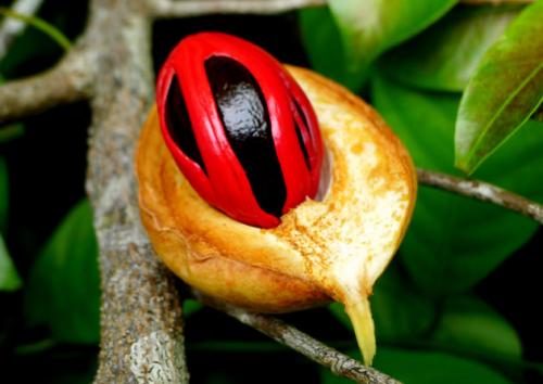 Мускатный орех омолаживает. Мускатный орех: состав, применение и противопоказания