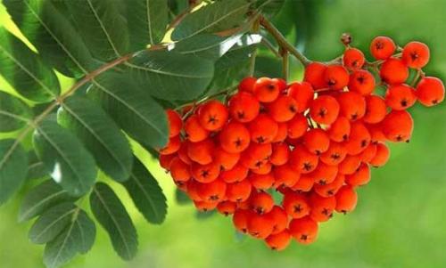 Рябина для волос: рецепты отвара, масок и отзывы