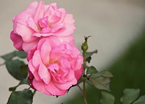 От лепестки роз лосьон домашний. Лосьон из лепестков роз (шиповника)готовим своими руками