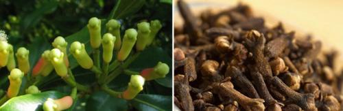 Гвоздика целая от зубной боли. Помогает ли гвоздика от зубной боли