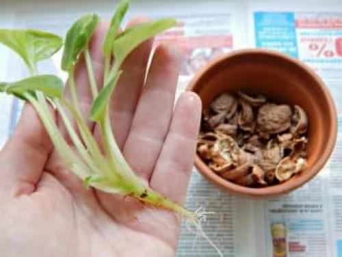 Витамины при сухости и шелушении кожи. Народными