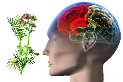 Как избежать приступа эпилепсии. Методы предотвращение приступа эпилепсии