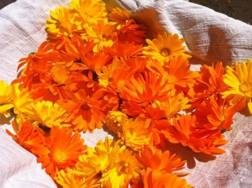 Настойка календулы. Лечебные свойства, состав и польза