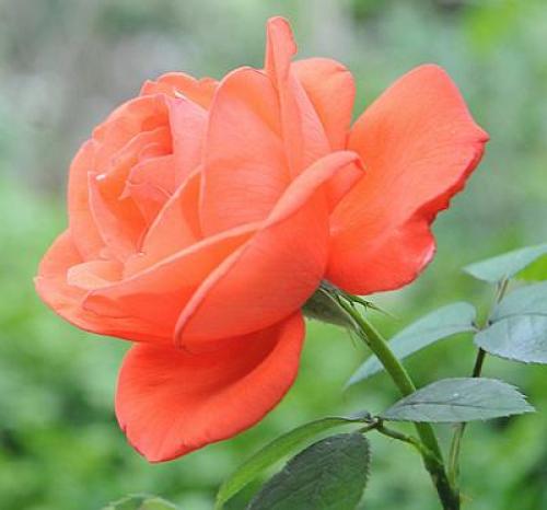 Лепестки роз для лица. Маски с лепестками роз — рецепты приготовления 01