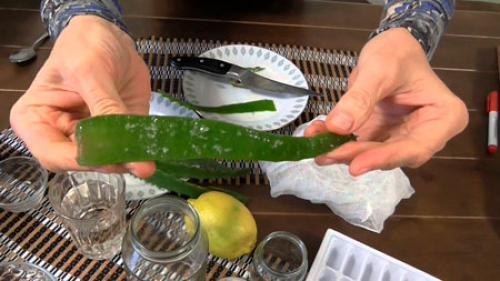 Лосьон из алоэ в домашних условиях. Рецепты приготовления в домашних условиях 08 Лосьон из алоэ в домашних условиях. Рецепты приготовления в домашних условиях 08