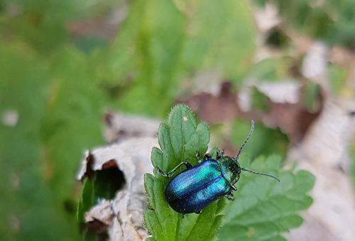 Настойка мяты перечной для волос. Применение мяты для волос