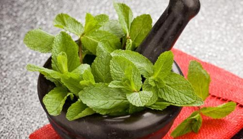 Мята для волос. Мята перечная для волос: как пользоваться, рецепты