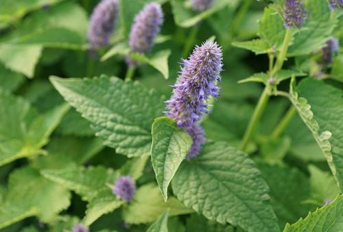 Настойка мяты перечной для волос. Применение мяты для волос