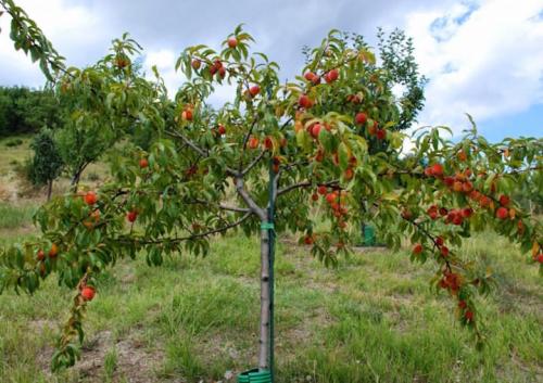 Маски для лица из персика в домашних условиях. Чем полезен персик для кожи лица - рецепты масок 04