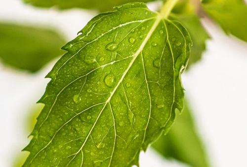 Настойка мяты перечной для волос. Применение мяты для волос