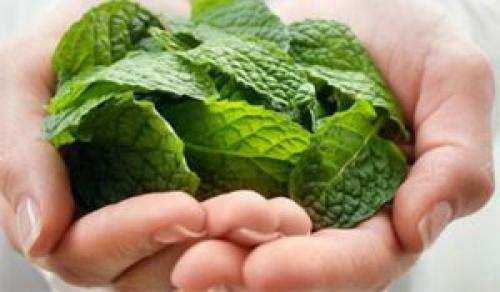 Мята от морщин. Полезные свойства
