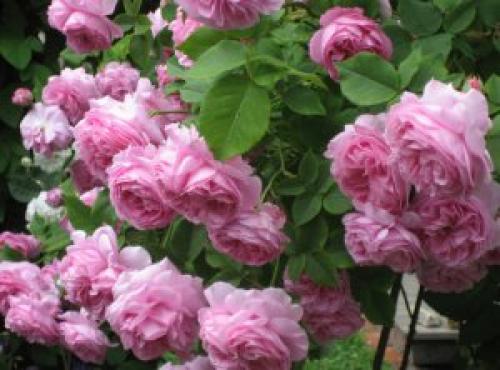 Лепестки роз для глаз. Правильный сбор и хранение розовых лепестков