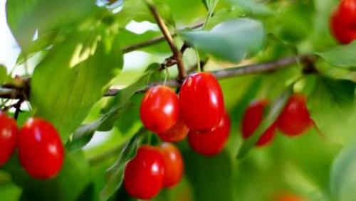 Маска из кизила для лица. Домашняя кизиловая маска для восстановления волос – пошаговые фото 06 Маска из кизила для лица. Домашняя кизиловая маска для восстановления волос – пошаговые фото 06