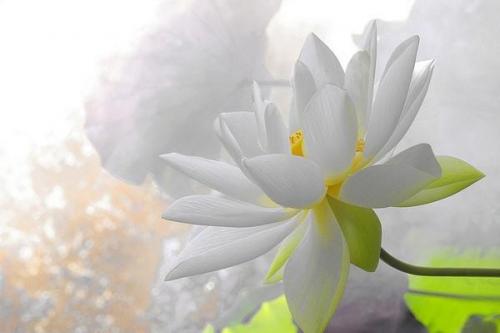 Рейки. Рэйки – это жизненная энергия