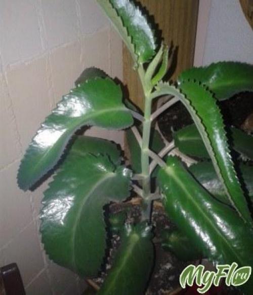 Каланхоэ от прыщей на лице. Маски 07