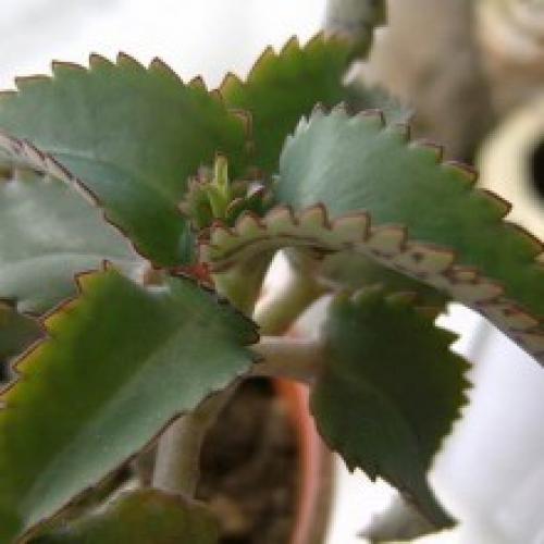 Настойка из каланхоэ для лица. Каланхоэ для лица — домашний лекарь на окошке