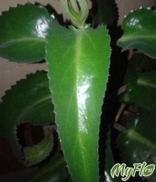 Каланхоэ от прыщей на лице. Маски 08