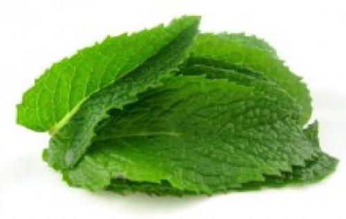 Мята перечная для лица. Применение мяты в домашней косметологии.