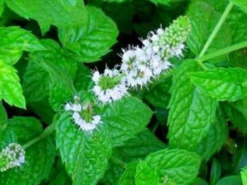 Мята от морщин. Полезные свойства