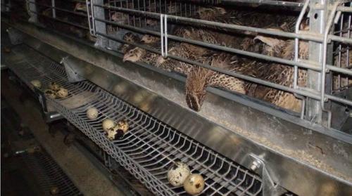 Перепелиная ферма. Оборудование для перепелиной фермы