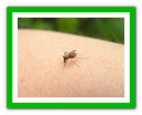 Укусил комар в губу. Чем опасен укус мошки 05 Укусил комар в губу. Чем опасен укус мошки 05