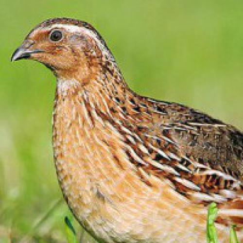 Перепела. Описание основных пород перепелов