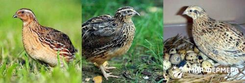 Перепелиные яйца для лица. Чем полезны перепелиные яйца для кожи лица и волос? 03 Перепелиные яйца для лица. Чем полезны перепелиные яйца для кожи лица и волос? 03