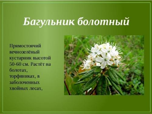 Прыщи на лице лечение в домашних условиях. Как эффективно вылечить прыщи в домашних условиях