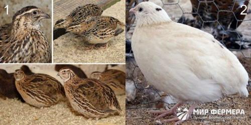 Перепелиные яйца для лица. Чем полезны перепелиные яйца для кожи лица и волос? 02 Перепелиные яйца для лица. Чем полезны перепелиные яйца для кожи лица и волос? 02