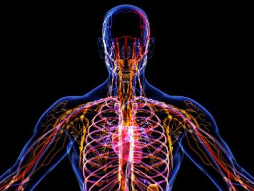 Интересные факты про лимфу. Неизведанные факты о лимфатической системе, которые полезно знать каждому. Башни.Нет