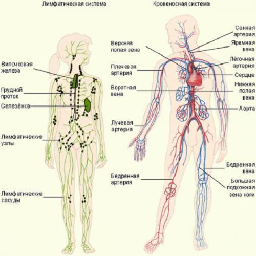 Интересные факты про лимфу. Неизведанные факты о лимфатической системе, которые полезно знать каждому. Башни.Нет