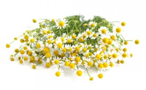 Шалфей для кожи лица. Польза шалфея для кожи 05