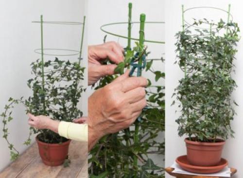 Хедера уход в домашних условиях. Уход в домашних условиях