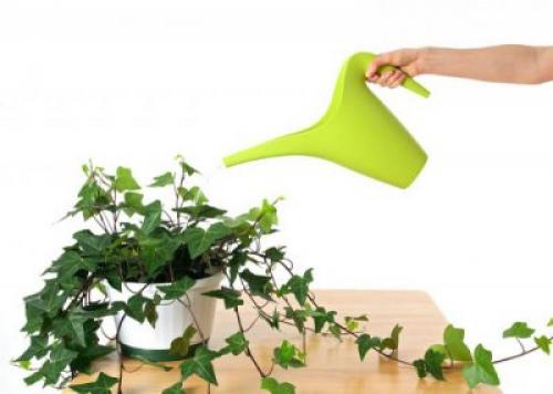 Хедера уход в домашних условиях. Уход в домашних условиях