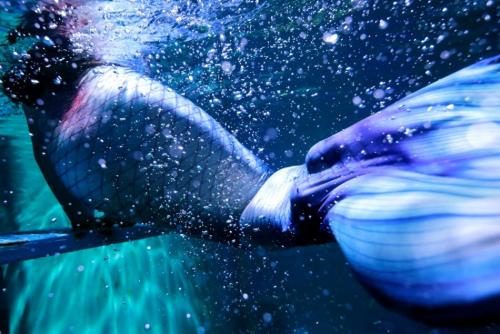 Русалки в аквариуме. Китайские русалки в аквариуме.