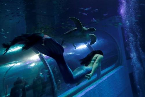 Русалки в аквариуме. Китайские русалки в аквариуме.