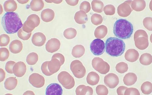 Каковы главнейшие функции белков строительная. Функции белков