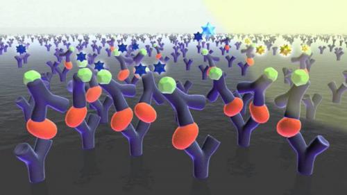 Иммуноферментный анализ крови. Реакция организма на патогенную флору