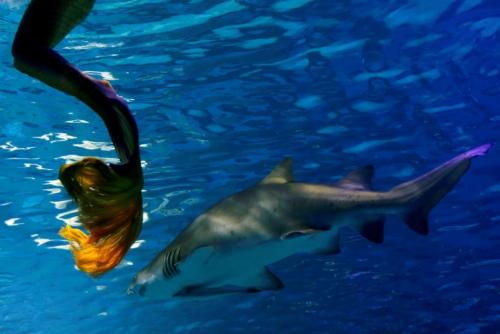 Русалки в аквариуме. Китайские русалки в аквариуме.